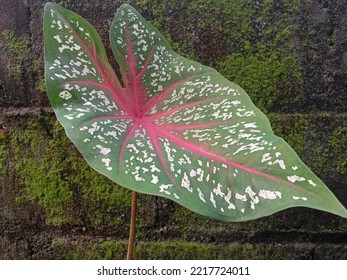 Keladi Hias In Indonesia Or Caladium Bicolor.