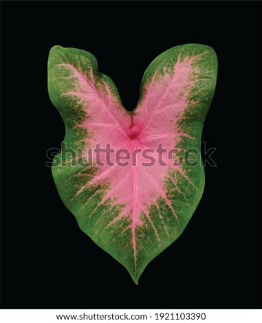 Keladi lipstick or keladi pink pelangi plant, caladium bicolor leaf, isolated on black background
