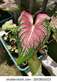 407 Caladium thai beauty Images, Stock Photos & Vectors | Shutterstock