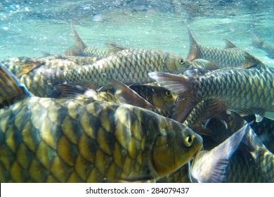 Prehistoric Underwater Life Silurian Period Stock Illustration 72152053 ...