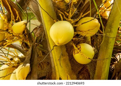 Kelapa Gading, Young Ivory Coconuts On The Tree