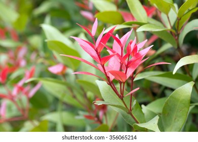 165 Syzygium campanulatum Images, Stock Photos & Vectors | Shutterstock