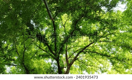 Similar – Foto Bild grün. Umwelt Natur Herbst