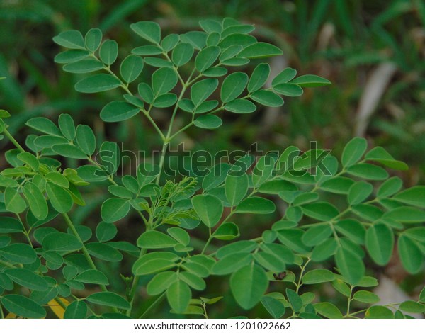 Kelor Moringa Merunggai Moringa Oleifera Type Stock Photo 1201022662 ...