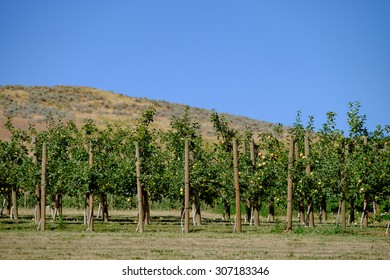 Kelowna BC Apple Orchard