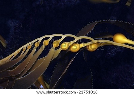 Kelp