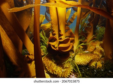 Kelp algae seaweeds stipe and holdfast (furbellow Saccorhiza polyschides) underwater in the Atlantic ocean, Spain, Galicia - Shutterstock ID 2067015875