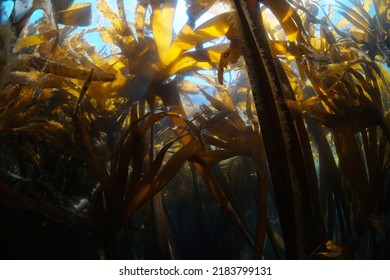 Kelp algae underwater in the Atlantic ocean, Furbellow seaweed Saccorhiza polyschides, Spain, Galicia - Shutterstock ID 2183799131