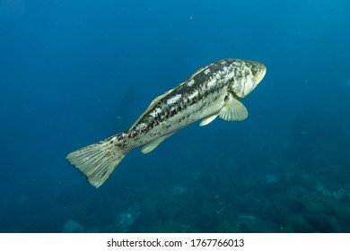 Kelp Bass, Calico Swimming Under Water Sea, Yellow Fish Swims