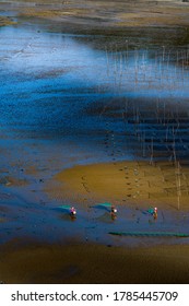 A Kelp Farm Inside The Tidal Flat