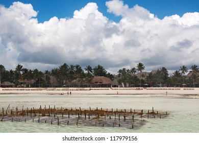 Kelp Farm At The Tanzania Coast (Kelp - Raw Material For Cosmetics And A Possible Renewable Energy Source)