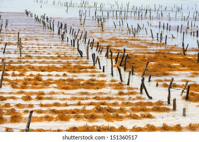 Kelp Farm In Zanzibar, Tanzania