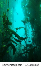 Kelp Forest In Laguna Beach, CA