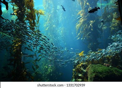 kelp forest views from below - Powered by Shutterstock