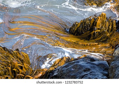 Kelp, Foveaux Strait, South Island New Zealand