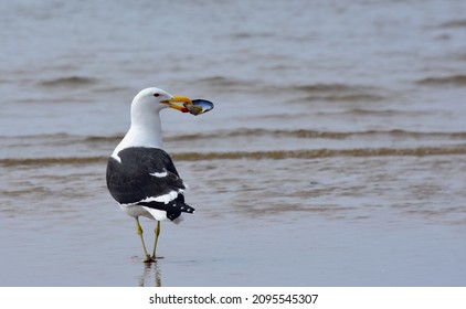 Kelp Gull cracking a mussel at pelican point, Walvis Bay