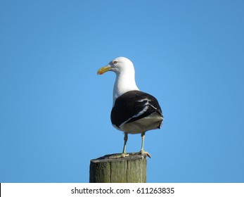 Kelp Gull / Dominican Gull / Karoro