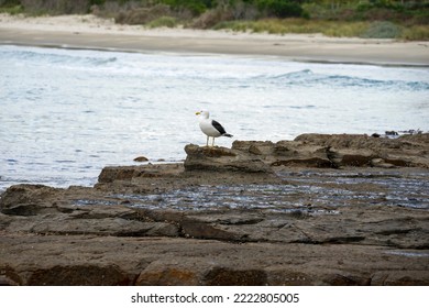 Kelp Gull (larus dominicanus) on the tessellated pavement at the edge of Pirates Bay, Tasmania  - Shutterstock ID 2222805005