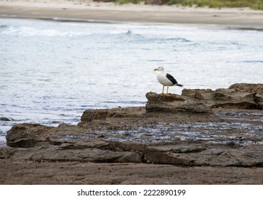 Kelp Gull (larus dominicanus) on the tessellated pavement at the edge of Pirates Bay, Tasmania  - Shutterstock ID 2222890199