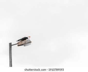 A Kelp Gull (Larus Dominicanus) resting on a lamp post