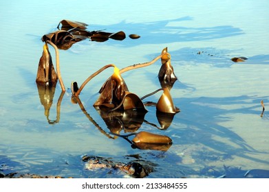 Kelp (known As Sea Tangle, Tangle Weed, Oar Weed, Sea Girdle, Horsetail Kelp Or Devils Apron) Exposed At Spring Low Tide