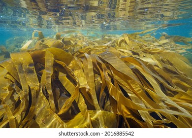 Kelp Laminaria Algae seaweeds underwater in the ocean, Atlantic, Spain, Galicia