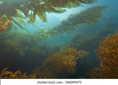 Kelp Underwater In Current