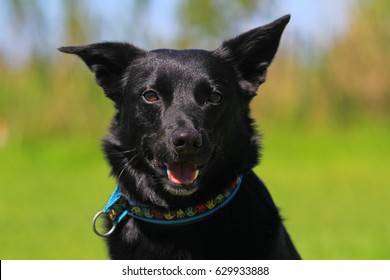 Black Kelpie Images Stock Photos Vectors Shutterstock