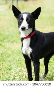 Kelpie Cross Border Collie Dog