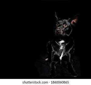 Kelpie Cross Images Stock Photos Vectors Shutterstock