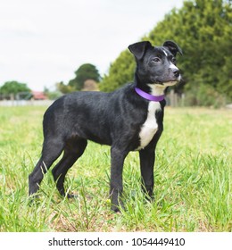 Kelpie Cross Puppy Dog