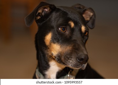 Kelpie Cross Staffy Dog