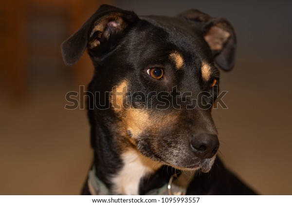 english staffy cross kelpie