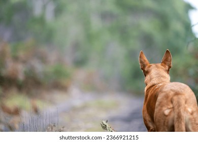 kelpie dog in the australian bush in a park - Shutterstock ID 2366921215
