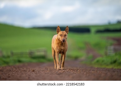 Kelpie Dog Working Dog On A Sheep Farm. Model Dog. Beautiful