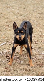 Kelpie Play Stance