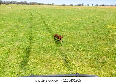 Kelpie Running Behind Vehicle On Farm