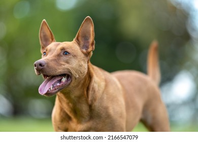 Kelpie Working Dog On A Farm In Outback Australia. Watching Cows And Sheep, Herding Livestock.