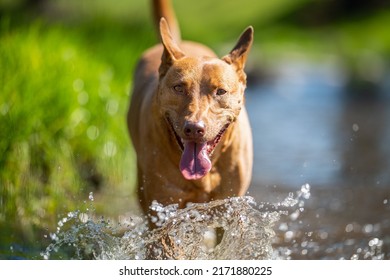 Kelpie Working Dog On A Farm In Outback Australia. Watching Cows And Sheep, Herding Livestock. Casterton Kelpie Festival 