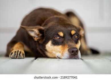 Kelpie Working Dog On A Farm In Australia