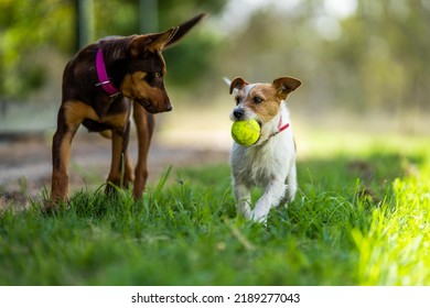 Kelpie Working Dog On A Farm In Australia