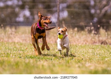 Kelpie Working Dog On A Farm In Australia