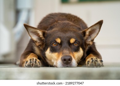 Kelpie Working Dog On A Farm In Australia