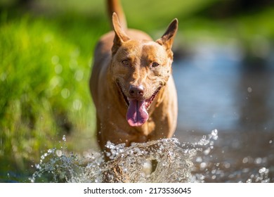 Kelpie Working Dog Walking Through Water On A Farm In Australia, Tan Cattle Dog