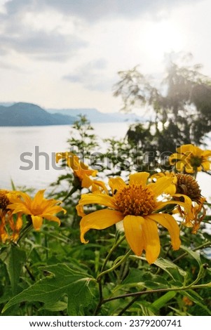 Kembang Bulan Flower like sunflowers only smaller and this flower looks more slender and can be found in mountainous areas and cultural gardens