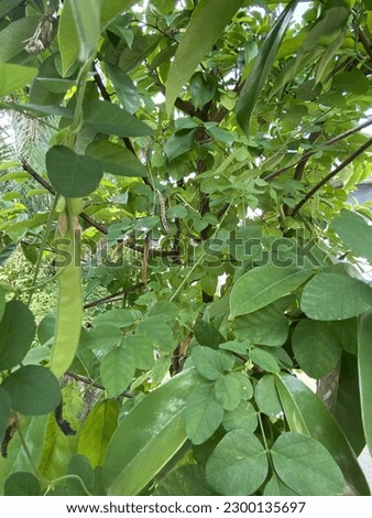Kembang Telang Bean - Clitorea Ternatea