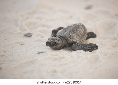kemp ridley sea turtles babies