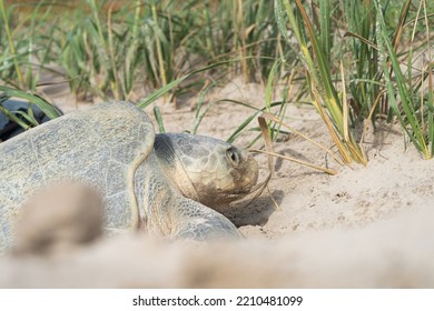 Kemp's Ridley Nesting Female On South Texas Beach