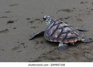 Kemp's ridley sea turtle, also called the Atlantic ridley sea turtle, is the rarest species of sea turtle and is the world's most endangered species of sea turtle. 