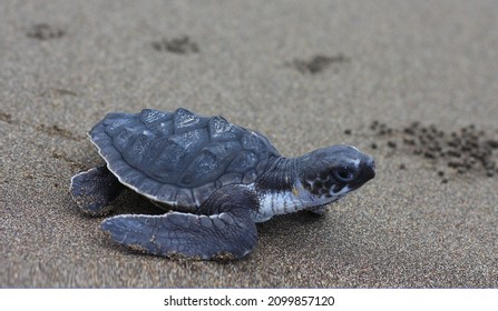 Kemp's ridley sea turtle, also called the Atlantic ridley sea turtle, is the rarest species of sea turtle and is the world's most endangered species of sea turtle. 